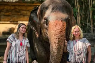 Book Half Day Phuket Elephant Care Sanctuary Experience Ticket Online